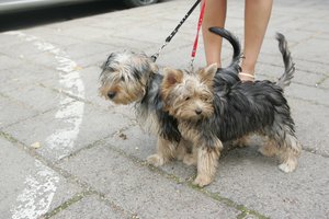 VMI dėmesio sulaukę šunų veisėjai deklaravo 600 tūkst. eurų pajamų