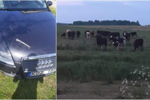 Kėdainietis automobiliu rėžėsi į ant kelio išėjusią karvių bandą