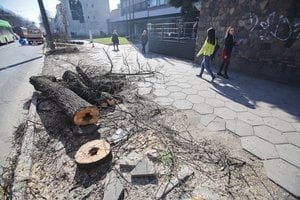 Siūlo du–tris kartus didinti baudas už neteisėtą medžių kirtimą