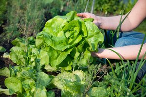 Paprasta gudrybė padės ilgiau išsaugoti salotas – traškios ir nesuvytusios liks iki trijų savaičių