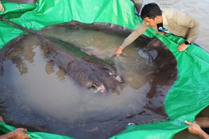 Sugauta didžiausia istorijoje žmogui matyta gėlavandenė žuvis: sveria beveik 300 kg