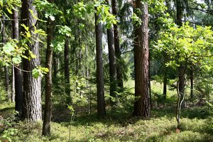 Įsteigti Lietuvos miškų ūkio rūmai: miškininkai, mokslas ir pramonė bendradarbiaus plėtodami šalies miškų sektorių