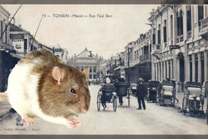 Nepaprasta istorija, kaip miesto modernizavimas privedė prie karo su žiurkėmis