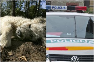Kauno rajone aklą šunį metaliniu strypu užmušęs bedarbis atsidūrė už grotų