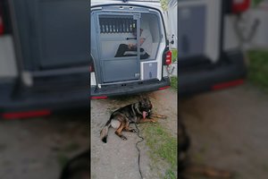 Tarnybinis Mažeikių policijos šuo įtariamąjį vagyste privertė apmirti iš baimės