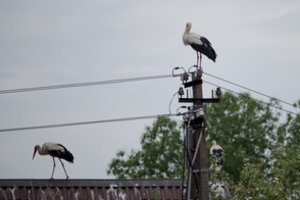 Tragiškas Lietuvos nacionalinio paukščio likimas: dar vieną gandrą pražudė aukšta elektros įtampa