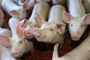 Jurbarko rajone – ekstremali situacija dėl afrikinio kiaulių maro