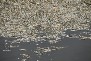 Oderio upėje – masiškai gaištančios žuvys: gali pakenkti žuvims Baltijos jūroje