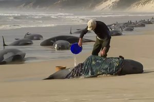 Australijos paplūdimyje žuvo beveik 200 banginių