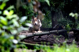 Naujam medžioklės sezonui siūloma vilkų sumedžiojimo limitą didinti beveik 100, jo neskirstyti rajonais