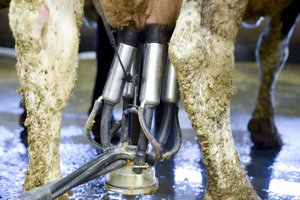 „Pienės 2022“: apdovanoti pažangiausi pieno ūkiai