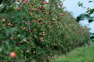 Verslinių sodų augintojai lietuviams tiekia sertifikuotus aukštos kokybės obuolius