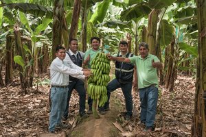 Nuo plantacijos Peru iki parduotuvių lentynų Lietuvoje: kuo išskirtiniai „Fairtrade“ bananai