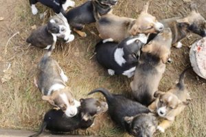 Išmesta kalytė ją priglaudusiai geradarei iš Kėdainių rajono padovanojo 12 šuniukų: ieško mažyliams gerų namų