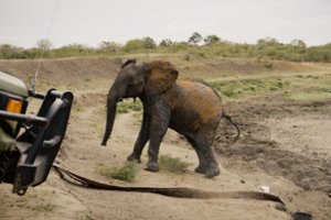 Košmariška sausra Kenijoje: nugaišo šimtai dramblių, zebrų