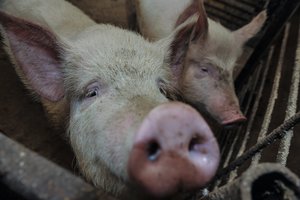 Lietuvoje – dar vienas Afrikinio kiaulių maro protrūkis: nustebino neįprasta detalė