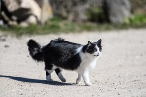 Prieš 9 metus dingusi katė Harieta rasta maždaug už 1600 kilometrų nuo savo namų