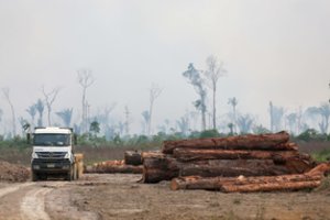 Brazilijoje – naujas Amazonės miškų kirtimo antirekordas: išnaikintas plotas du kartus didesnis negu Andora
