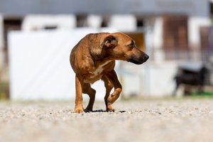 Aiškėja daugiau detalių apie Alytuje sužvėrėjusio kinologo sumuštą šunį: pataisos namų vadovai slėpė incidentą
