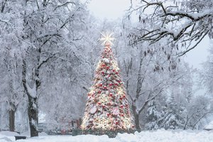 Kalėdų eglę įžiebę Zarasai kuria naujas tradicijas: vieni žaliaskarę labiau mėgsta dieną, o kiti – naktį 