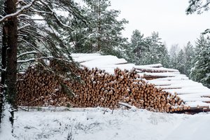 Už neteisėtai iškirstą miško plotą skirta nemenka bauda: susimokėti teks daugiau nei 3,5 tūkst. eurų