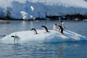Pavojaus signalai iš Antarktidos: beveik 65 proc. vietinių rūšių gresia išnykimas