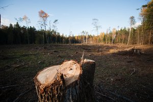 LVAT: išduodama leidimą kirsti saugomus medžius, Trakų rajono savivaldybė padarė pažeidimą