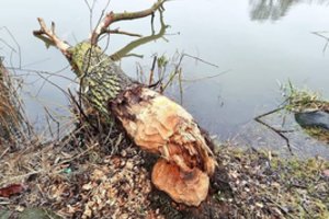 Klaipėdos Malūno parke siautėja bebrai: nugraužta jau 17 medžių