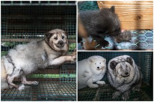 Šokiruojantis tyrimas Suomijos kailių fermoje: nutukinti gyvūnai pūliuojančiomis galūnėmis ir jaunikliai, ėdantys vieni kitus