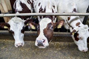 Sujudo stipriai kritus pieno supirkimo kainoms – galvoja apie paramą pieno ūkiams