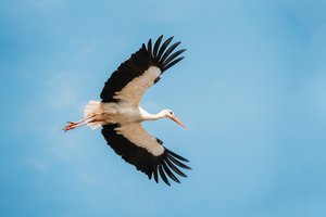 Kaip paukščiams atsirado sparnai? Atsakymą mokslininkai mano radę dinozuaruose