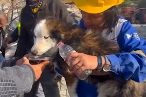 Stebuklas Turkijoje: praėjus trims savaitėms po žemės drebėjimo išgelbėtas griuvėsiuose įstrigęs šuo