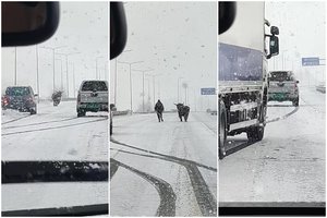 Automagistralėje Vilnius-Klaipėda per pūgą blaškėsi bulius