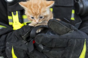 13 diena katinams atnešė nelaimes: vieną gelbėti atsisakė visi, išskyrus ugniagesius