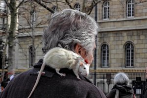 Žiurkių antplūdis Paryžiuje: šiukšlynais pavirtusios miesto gatvės graužikams tapo vaišių stalu