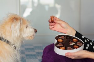 Veterinarai įspėja: per Velykas šunų apsinuodijimų šokoladu skaičius išauga dvigubai