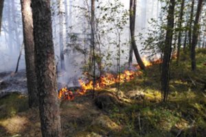 Įspėja gamtoje elgtis atsargiai – po sausringo periodo išaugo miško gaisrų pavojus