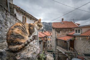 Viduramžių miestas Europoje – kiekvieno kačių mylėtojo svajonė: čia murklės atneša laimę