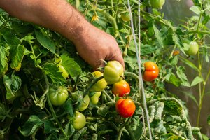 Kiek ir kurias pomidorų krūmų ataugas būtina skabyti: nustebsite patyrusių daržininkų įžvalgomis