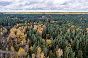 Bliūkšta planetos lyderių įsipareigojimas: kiekvieną minutę netenkame milžiniškų plotų miškų