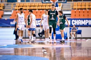 Kuriozas Europos jaunimo krepšinio čempionate – Lietuvos rinktinės mačo metu aikštėje nutūpė balandis