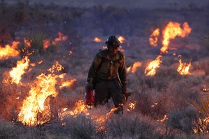 Kalifornijos Mohavių dykumoje su garsiosiomis trumpalapėmis jukomis kilo didelis gaisras