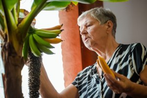 Marytės auginamas bananmedis garsina visą kaimą: įvardijo, kuo skiriasi namų sąlygomis brandinami bananai