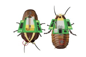Pamatykite savo akimis: tarakonas kiborgas įveikia labirintą