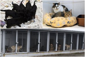 Po vasaros – katastrofa Lietuvoje: beglobiai gyvūnai nebetelpa į prieglaudas
