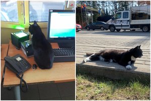 Lietuvos muitinėje – „tarnybinė“ katė Aldona: poste gyvena jau 16 metų