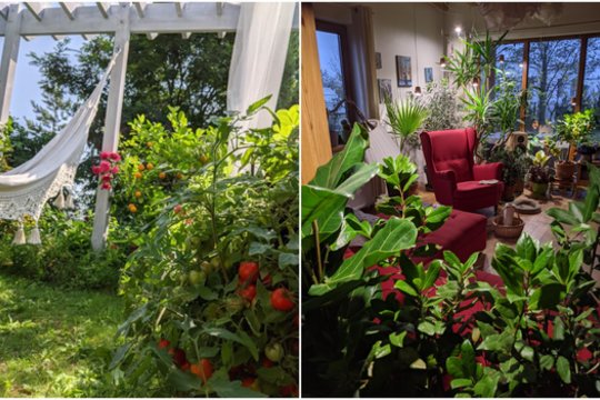 Taip (nuotr. dešinėje) Rasos svetainė atrodo šaltuoju metų laiku – iki augalai iškeliauja į kiemą.