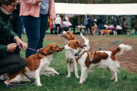  Nyderlandų spanieliai.