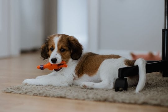  Nyderlandų spanieliai.