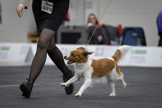  Nyderlandų spanieliai.